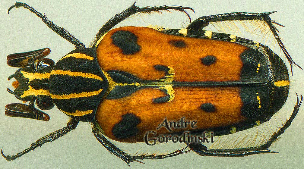 http://www.gorodinski.ru/cetoniidae/Euselates sp.jpg